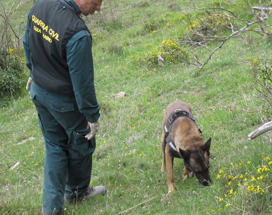 Gos de la Guardia Civil per rastreig 